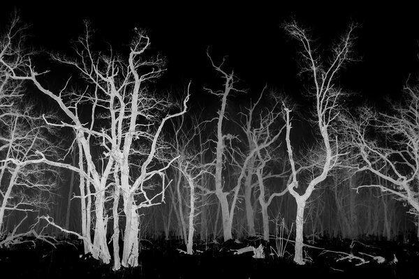 Fotografia dal progetto 'Radiophotographie' di Alessandro Pessina