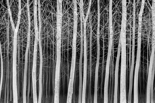 Fotografia dal progetto 'Radiophotographie' di Alessandro Pessina