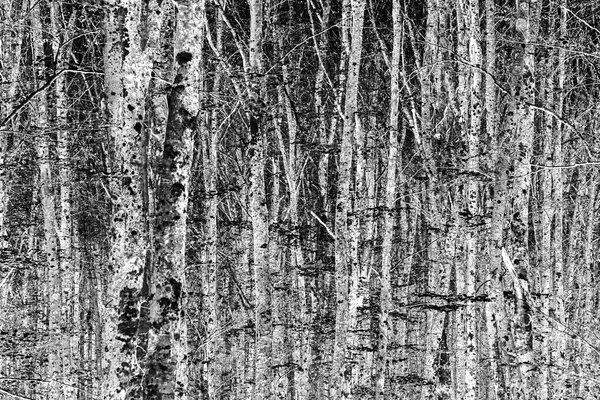 Fotografia dal progetto 'Radiophotographie' di Alessandro Pessina