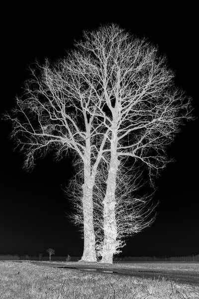 Fotografia dal progetto 'Radiophotographie' di Alessandro Pessina