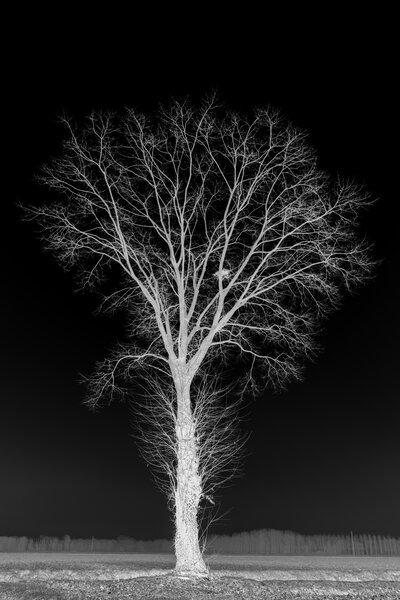 Fotografia dal progetto 'Radiophotographie' di Alessandro Pessina