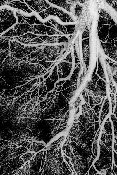 Fotografia dal progetto 'Radiophotographie' di Alessandro Pessina